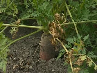 болезни винограда.морковь амарилис гипеаструм лилейник