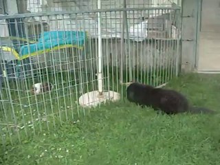 27 juillet 2014 (7 semaines)