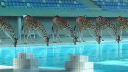 High Diving Giraffes