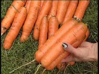 осень в саду