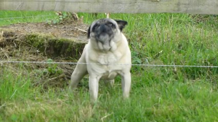 Chien La Celle en Morvan