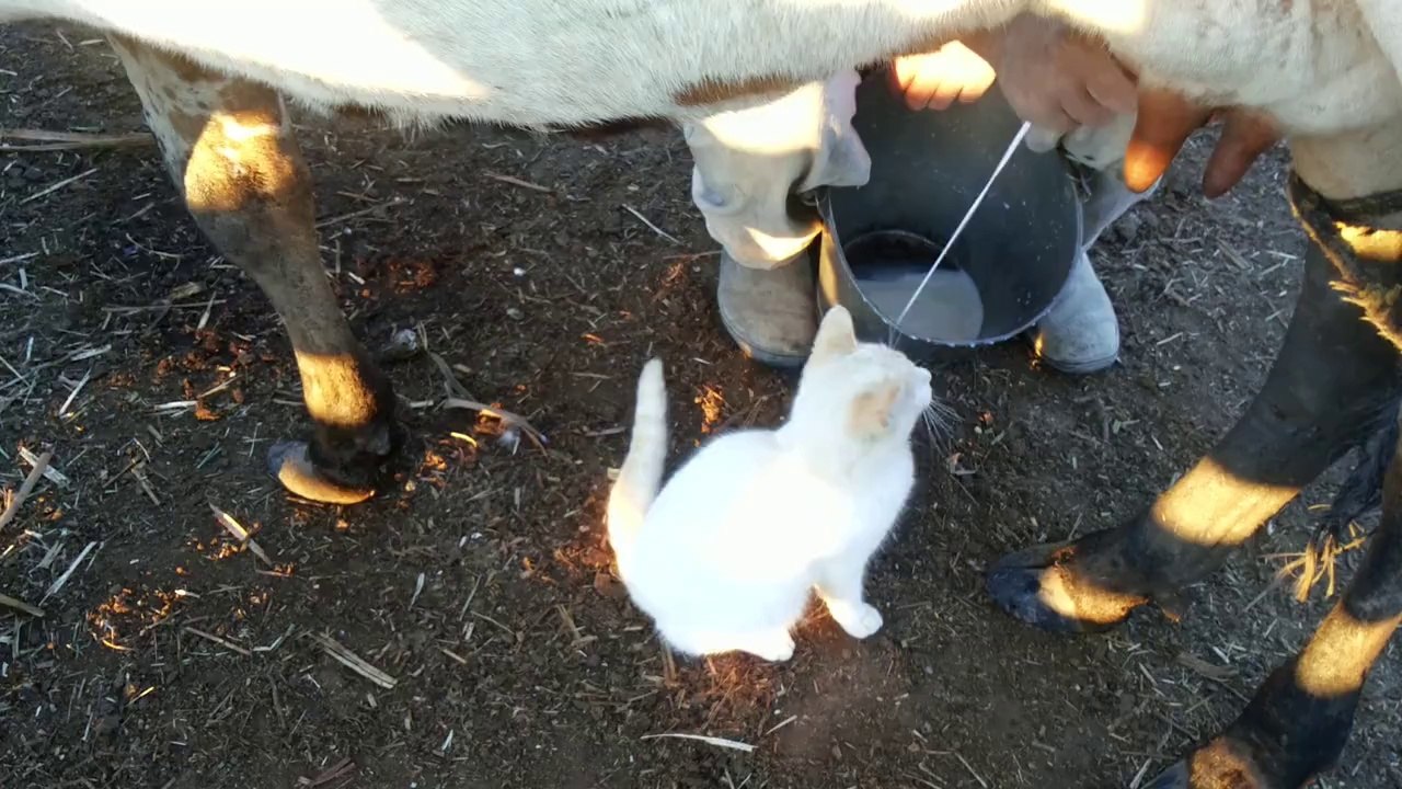 Fresh Milk :)
