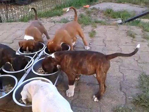 chiots boxer 7 semaines au repas
