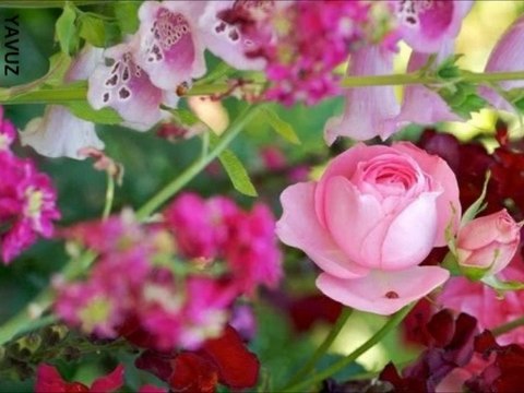 VOLKAN KONAK-MİMOZA ÇİCEĞİ