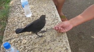 Un oiseau demande de l'eau à des humains