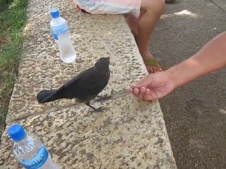 Un oiseau demande de l'eau à des humains
