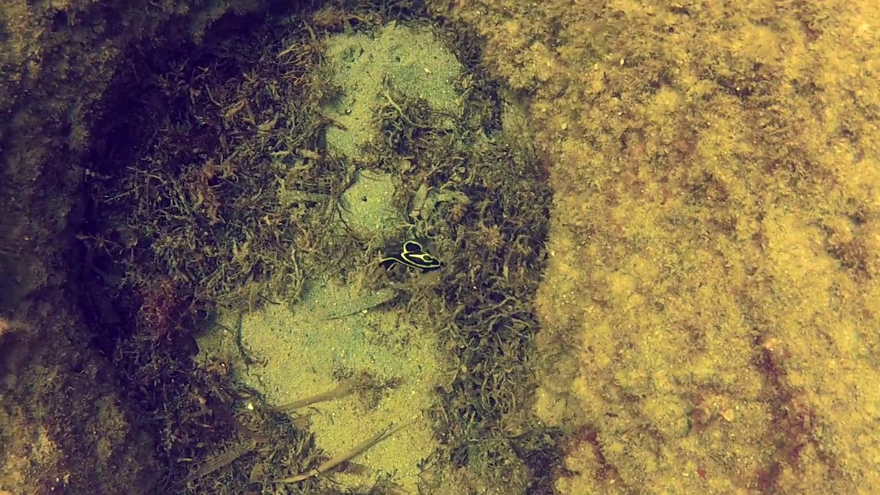 Pompano Beach Shore Dive 2014