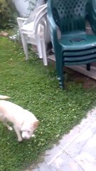 Terrier mix dog - Clint Eastwood - playing fetch