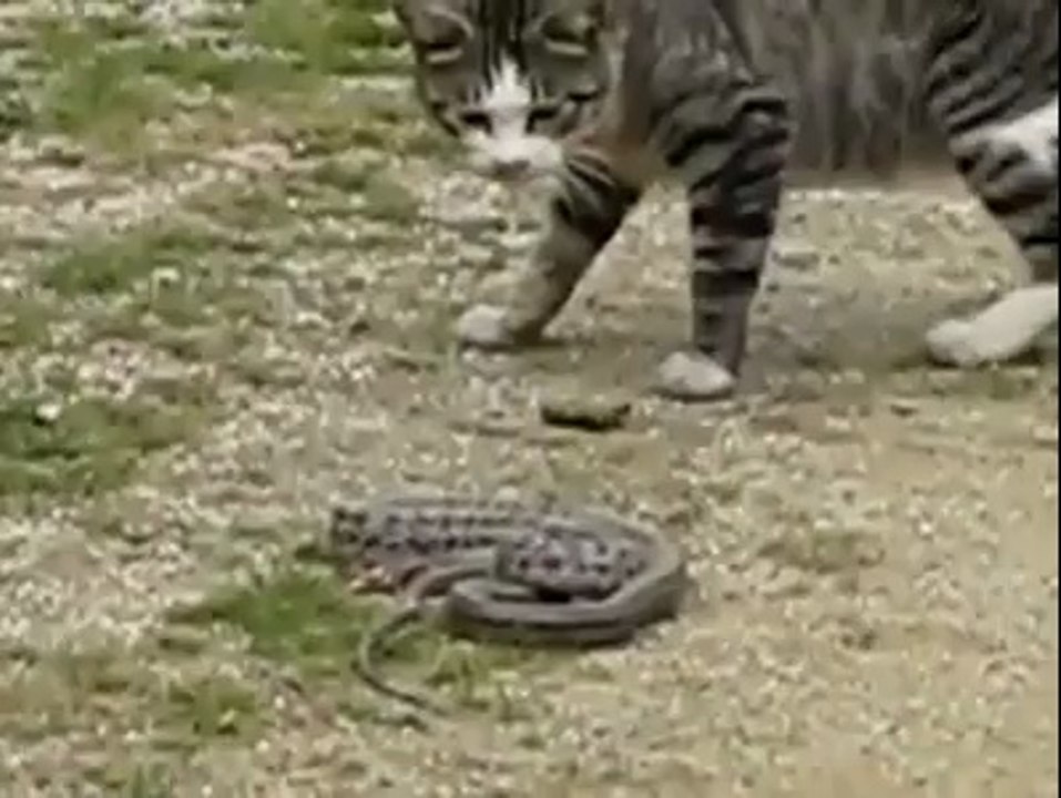 Cat TE supp