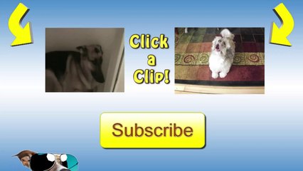 Puppy Can't Walk