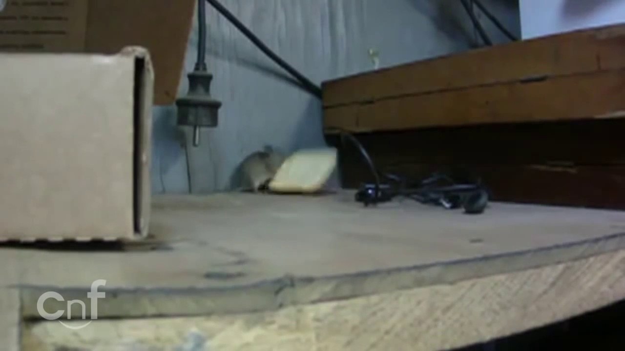 When You Give A Determined Mouse A Cookie