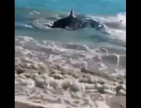 سمكة قرش تبتلع أسدا وتموت ...شاهد