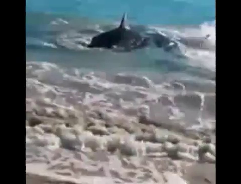 "سمكة قرش تبتلع أسدا وتموت"...شاهد