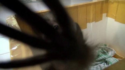 Pochi at Kalaweit Kalimantan