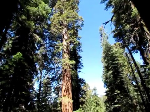 séquoia national park