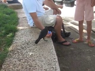 Un Corbeau très intelligent demande à boire!