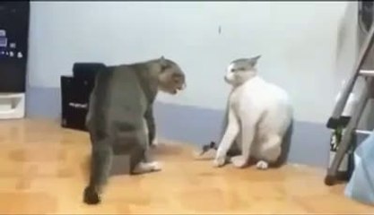 Let's get ready to rummble (Cat Fight)