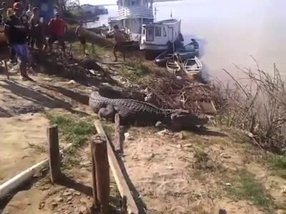 Walk on a crocodile sleeping! Dangerous!