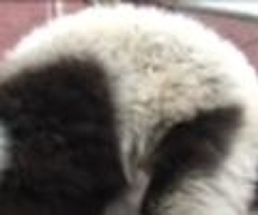 Hayvanat bahçesi sakinlerine bayram ikramı