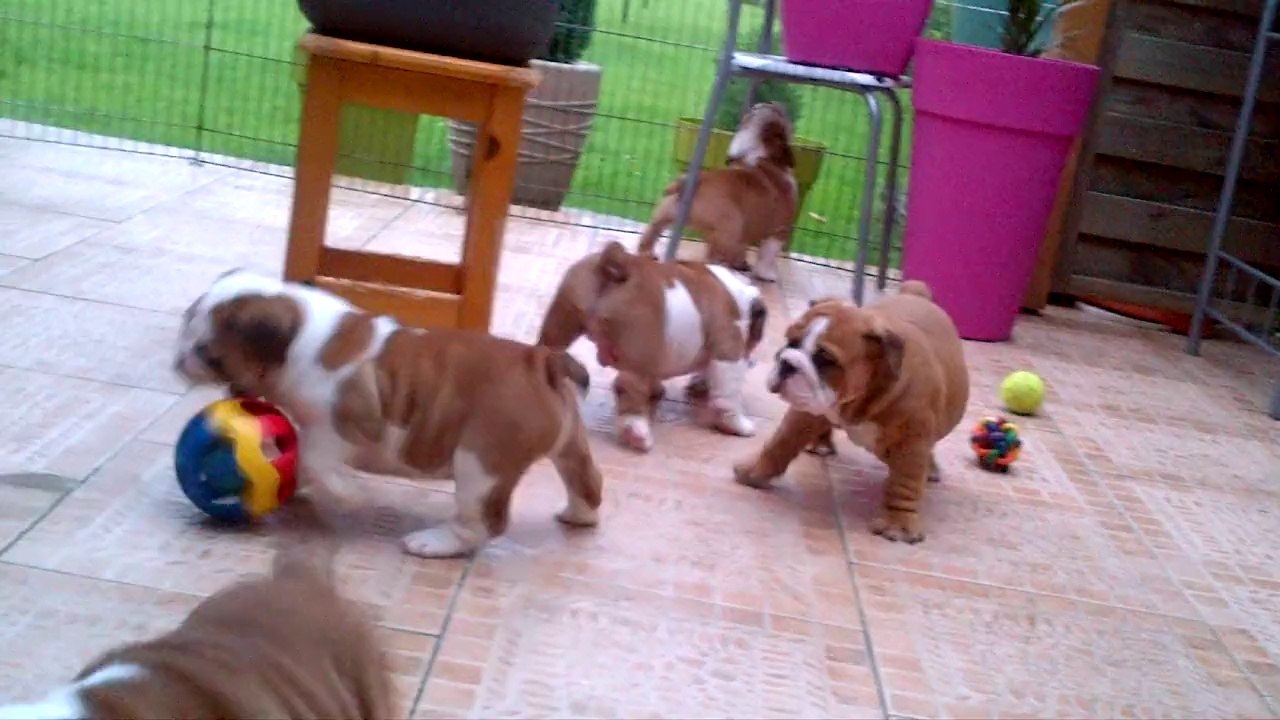 chiots bulldog anglais de Gipsy-lou du jardin des bulls  nés en 2014