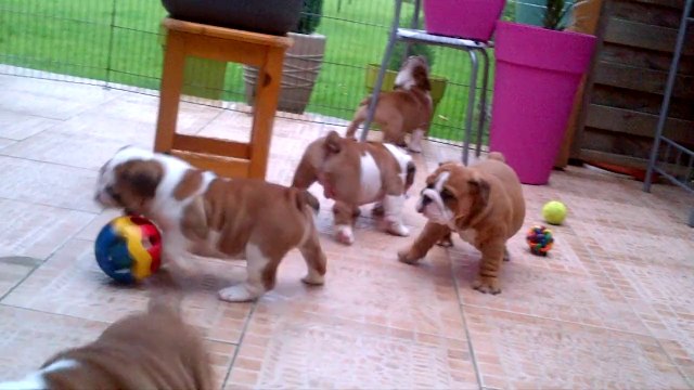 chiots bulldog anglais de Gipsy-lou du jardin des bulls nés en 2014