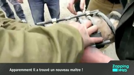Zapping TV : L'histoire d'amour entre un chat et un rouleau de papier toilette !