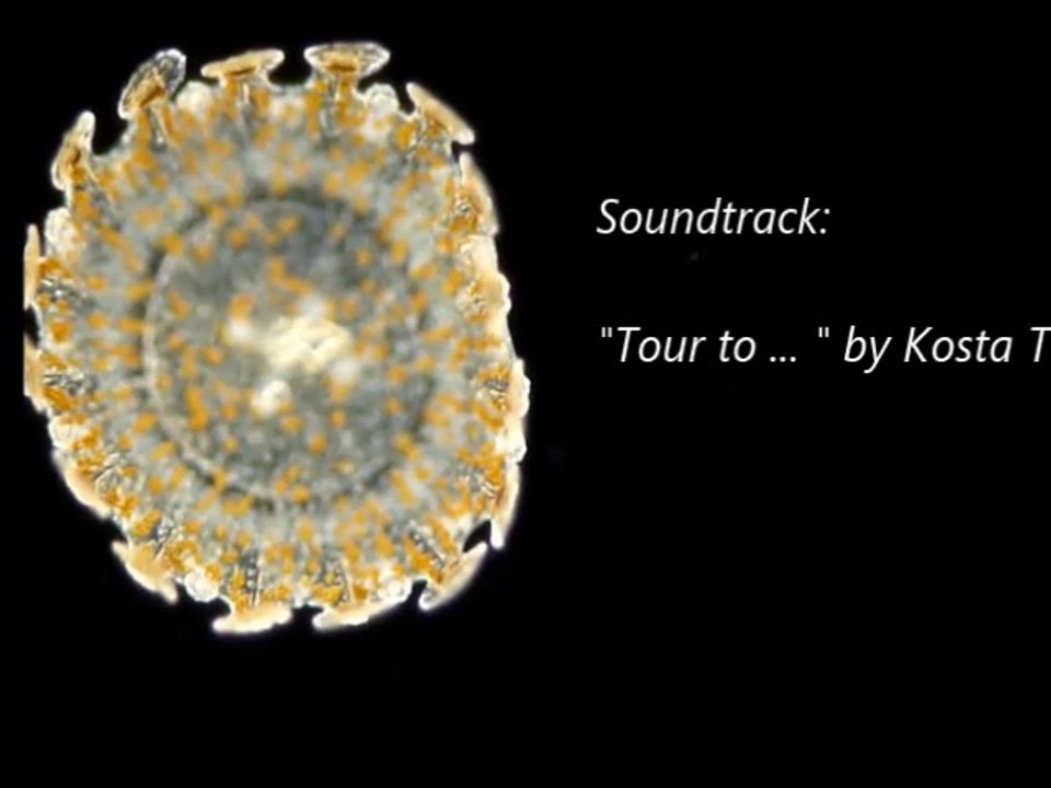 Kleine Quallen aus dem Nichts