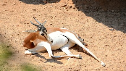 Nacimiento en directo de una gacela Mhorr en Bioparc Valencia