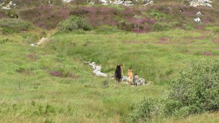 Mont d'Arrée 07-2014