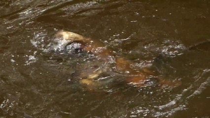 Zoo Sauvage de St-Félicien - Loutres en folie!