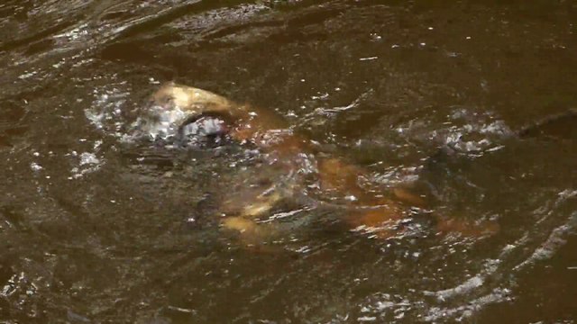 Zoo Sauvage de St-Félicien - Loutres en folie!