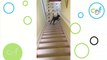 Adorable Chocolate Lab Puppy Slides Down Stairs