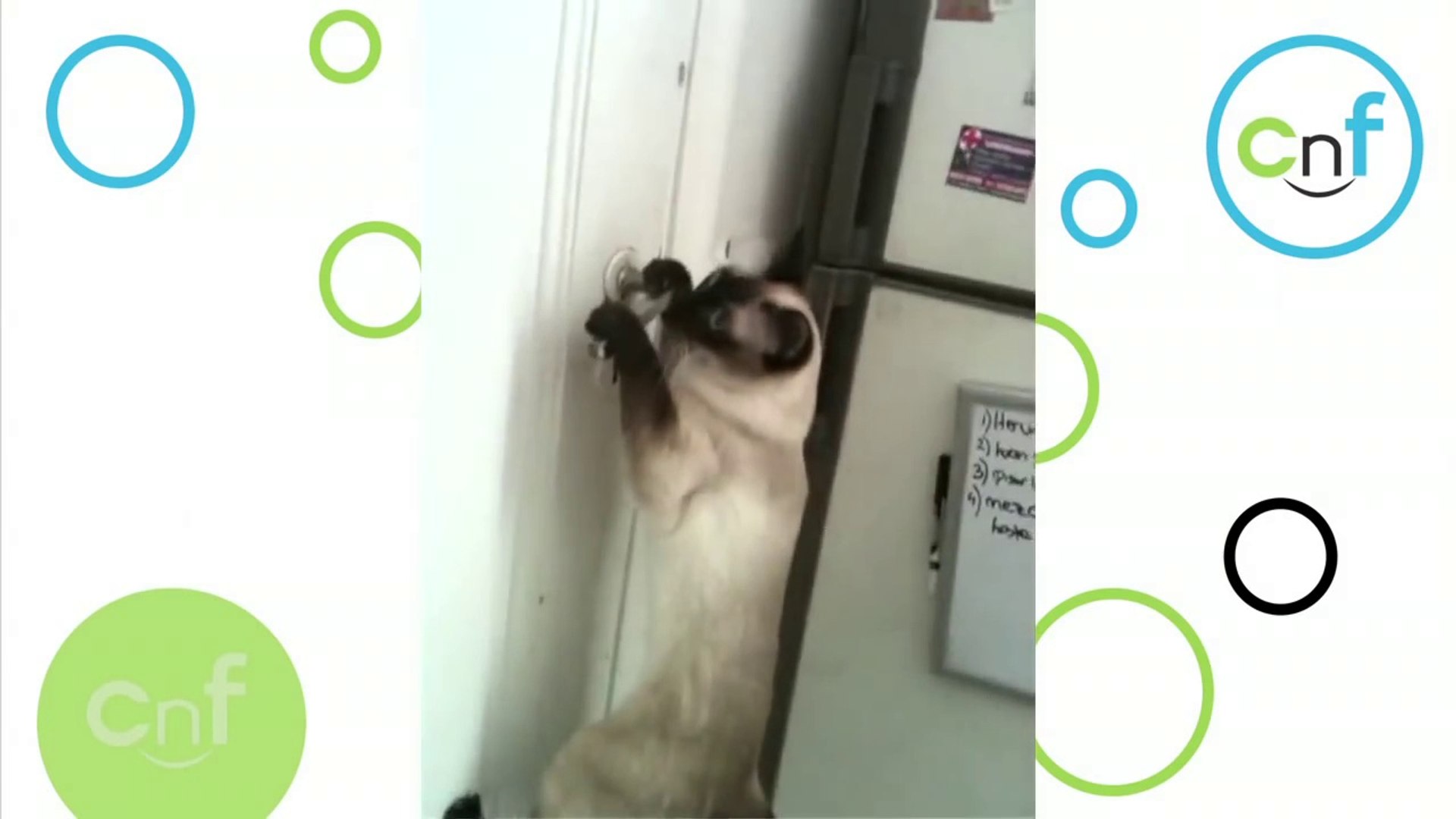 ⁣Amazing Cat _ Siamese Opens Door [EXCLUSIVE]