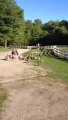 The Running of the Goats at Sunflower Farm