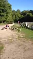 The Running of the Goats at Sunflower Farm
