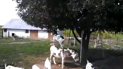 Cabra sobe nas costas da outra para pegar fruta