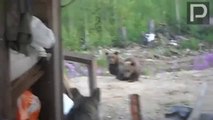 Se graba 5 segundos antes de ser atacado por un oso