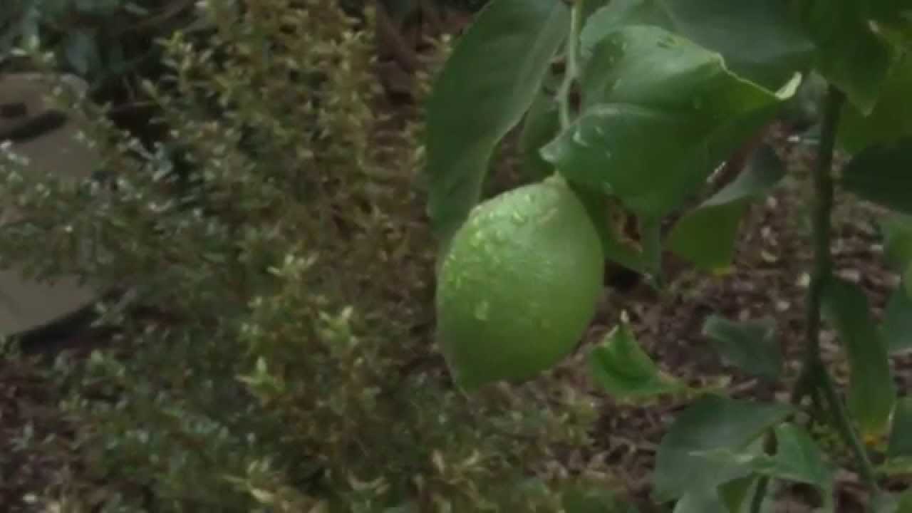 tasty lime dew