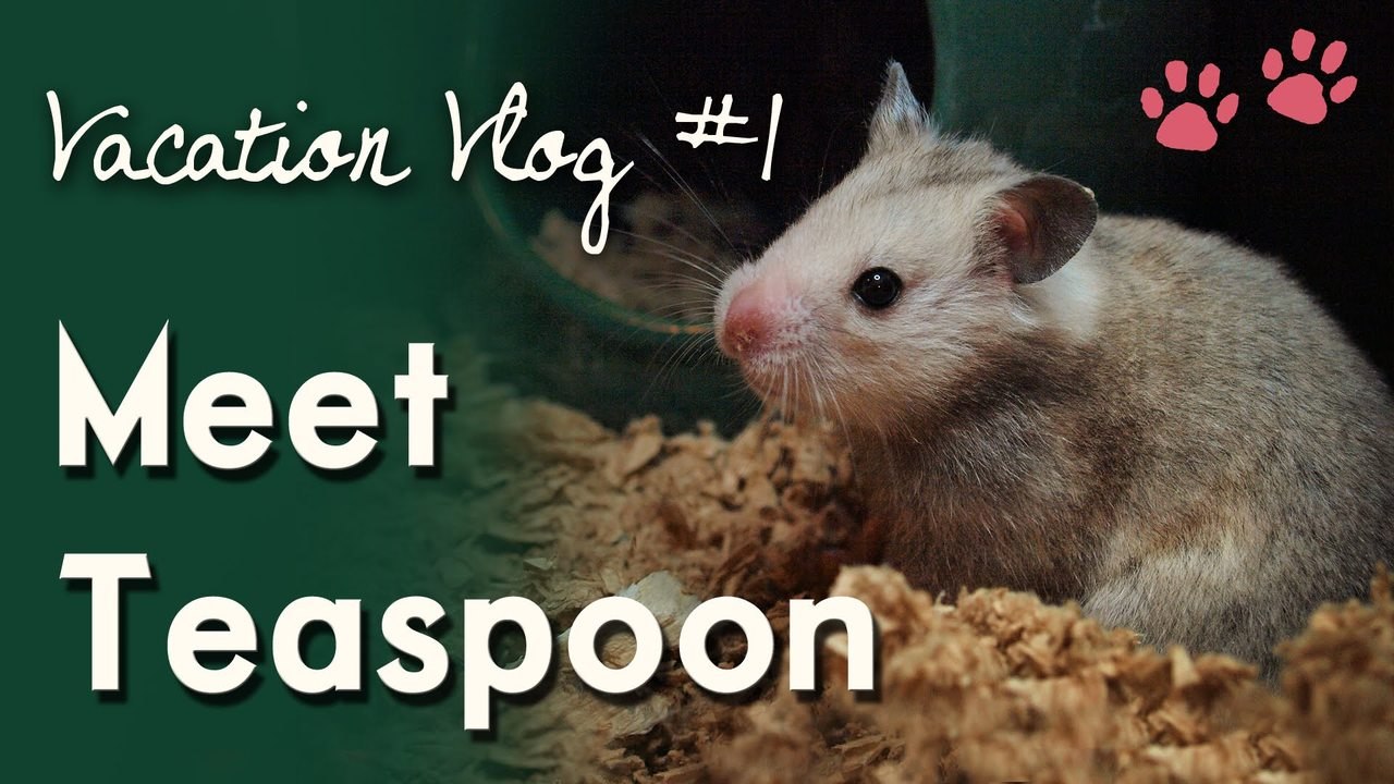 Meet Teaspoon! (Taxonomist's Hamster) VACATION VLOG #1