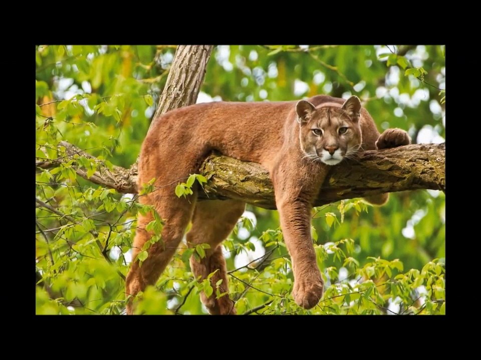 Veritas maximus - noahs erben !