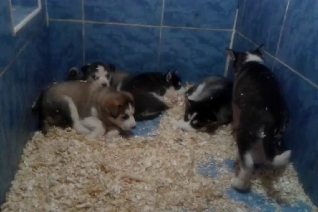 SİBİRYA HUSKY YAVRULARI 0534.467.69.79 HER İLE TESLİM