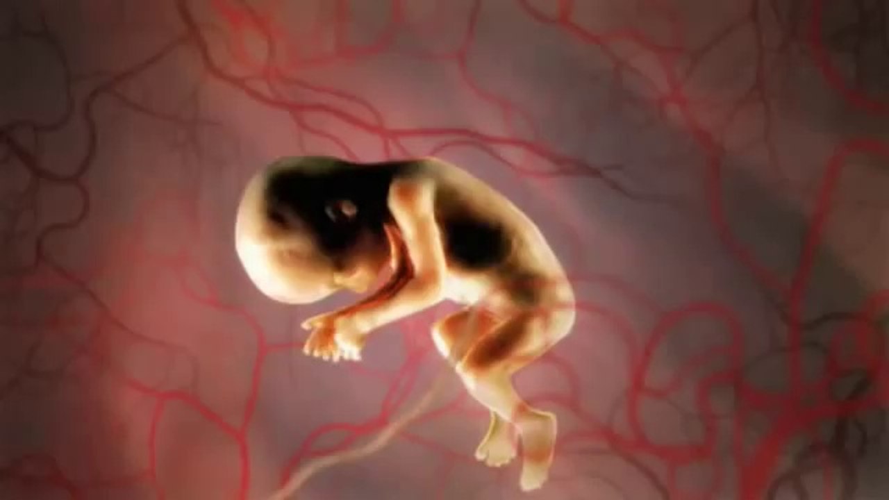 Placenta