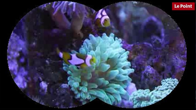Nos amies les bêtes de sexe : Le poisson clown