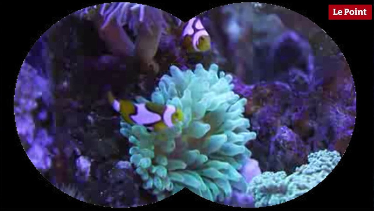 Nos amies les bêtes de sexe : Le poisson clown