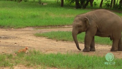 Baby Elephant Meets A Cat