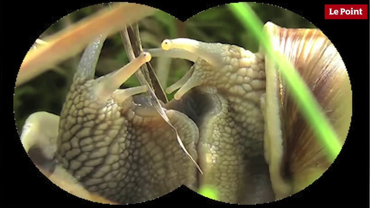 Nos amies les bêtes de sexe : L'escargot