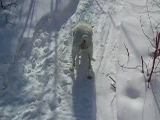 Course folle dans la neige Québécoise