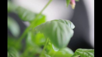 Nikkor 105mm Macro Lens Sample Video Test