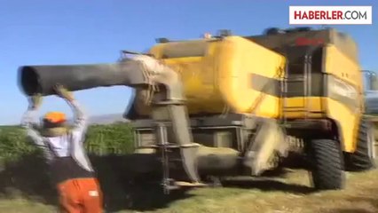 Onlar Bayramı Tarlada Geçiriyor