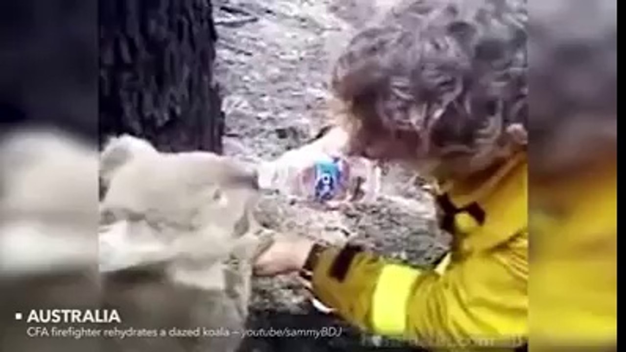They Do Anything To Save Animals